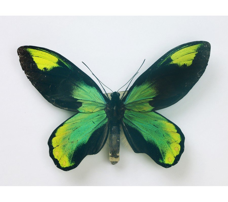 Бабочка Птицекрылка королевы Виктории (Ornithoptera victoriae Gray, 1856, ssp. gabrielli Le Moult, 1911). 